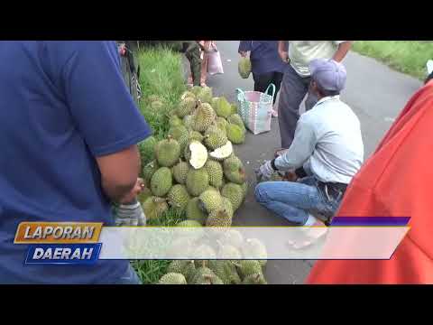 Bakal Ada Kontes, 1.000 Buah Durian Disiapkan