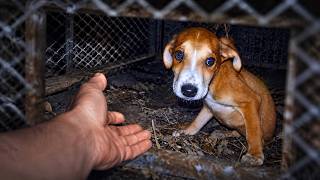 Abandoned Puppy Wouldn't Stop Wagging His Tail After Being Rescued