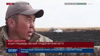 АСЫЛ ТҰҚЫМДЫ 300 ҚОЙ ТІРІДЕЙ ӨРТЕНІП КЕТТІ