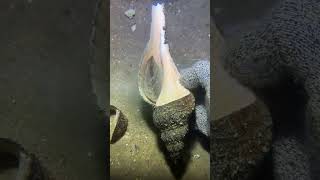 I catching seafood on the seafloor.-P1024-1#fishing #ocean #deepsea #nature #beach
