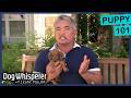 How To Raise The Perfect Puppy Dog Whisperer With Cesar Millan