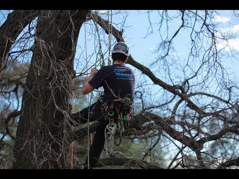TreegearTV Hitch Climbers Guide To The Canopy Workshop at NMIT