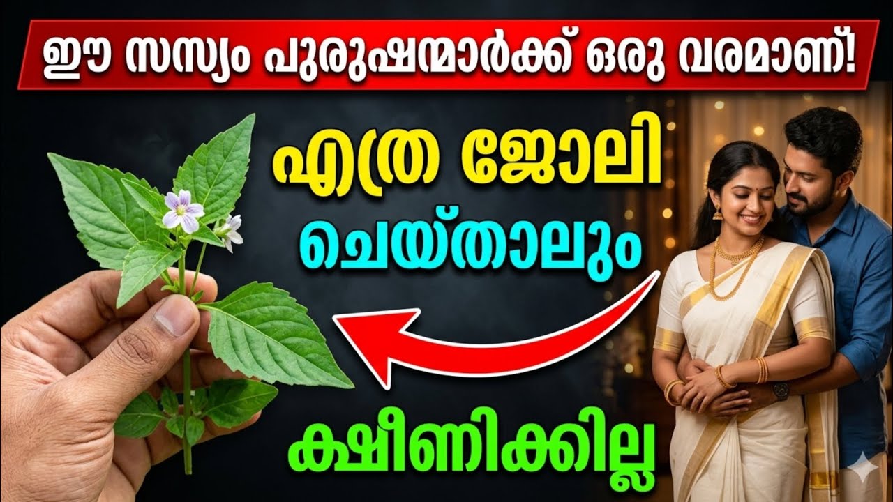 significance of the “Morning Glory” plant significance of the “Morning Glory” plant