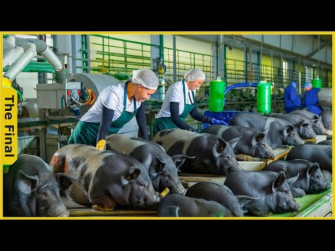 How Farmers Process World's Most Expensive Pork Leg from Millions of Pigs | Food Processing Machines