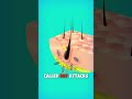 Why Hair Loss Explained With 3d Animation Shorts Animation Hair Education