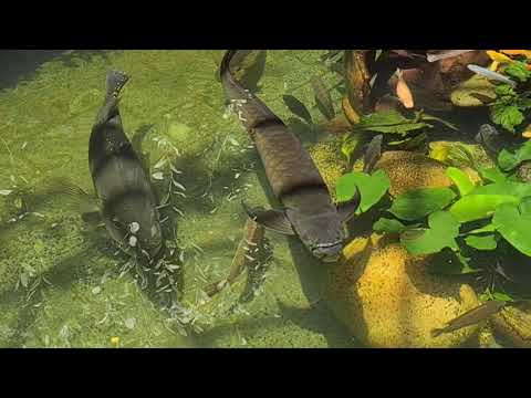 Pond 27 A little close up time in good sun light