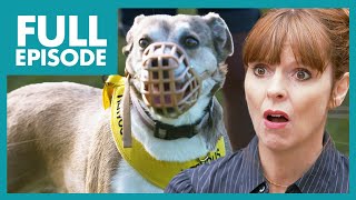 Dog Bullies Sibling and Goes Crazy on Walks😬  | Full Episode | It's Me or the Dog