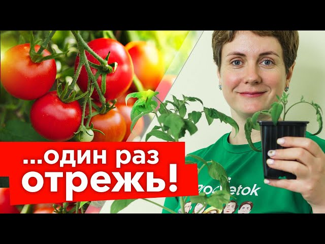 ЖАЛЕЮ, ЧТО РАНЬШЕ ТАК НЕ ВЫРАЩИВАЛА РАССАДУ ТОМАТОВ! Радикальный способ остановить вытягивание