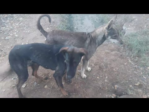 the Tony dog dashanda dog Narmada dog ka  dogs Hote Hain.