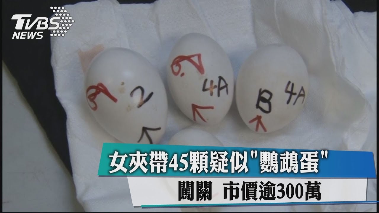 女夾帶45顆疑似「鸚鵡蛋」闖關 市價逾300萬