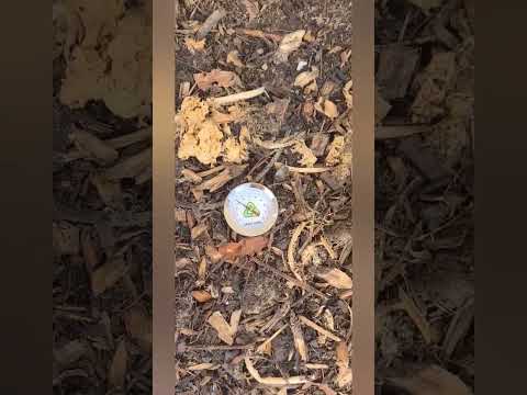 What's the difference in temp in my Microclimate area and the garden area?