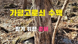 가평고로쇠  수액 받기  위한 준비작업   고로쇠수액채취시기및 방법