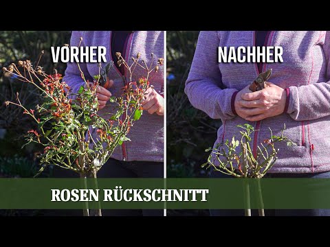 Rosen Rückschnitt - Wie und Wann beschneidet man Strauch und Stammrosen richtig?