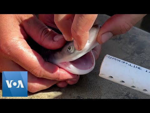 Expert Collects Samples of Sharks in San Francisco Bay to Deepen Knowledge of the Species | VOA News