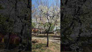 一隅白櫻林#中科崴立櫻花公園#sakura#CherryBlossom#さくら#벚꽃