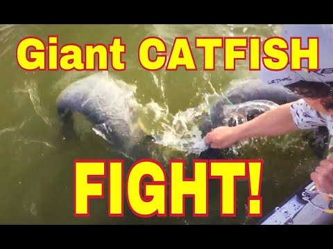2 Monster Blue Catfish Fighting Caught on Video Lake Tawakoni Guide Service