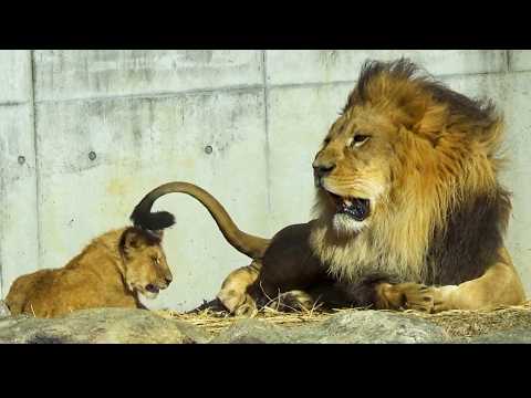 Papa Earth neckt seinen Sohn Den und bereut es sofort!🤣🦁