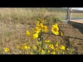 Listen to the future Tower of Voices at Flight 93 National Memorial