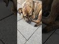 Masum Bir Köpek
