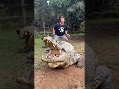 Henry the Nile crocodile #viral #shorts