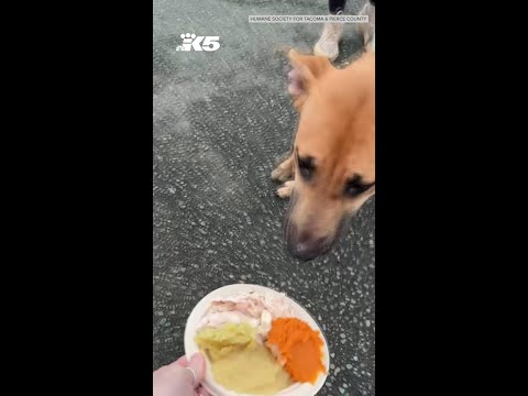 Tacoma shelter dogs enjoy a Thanksgiving feast - YouTube