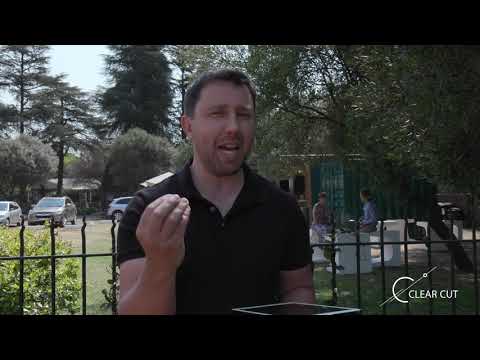 Clear Cut _ 20 Sep 2020