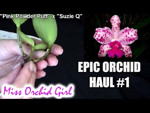 Epic Orchid haul! Part 1