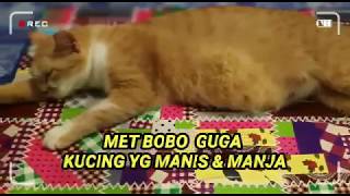 Download lagu ganja kucing bikin sakaw mp3