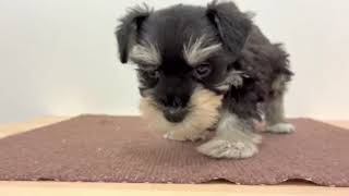 ミニチュアシュナウザーの動画01