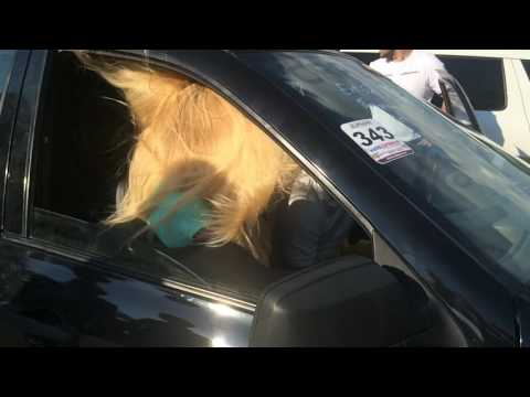 Автозвук белгород