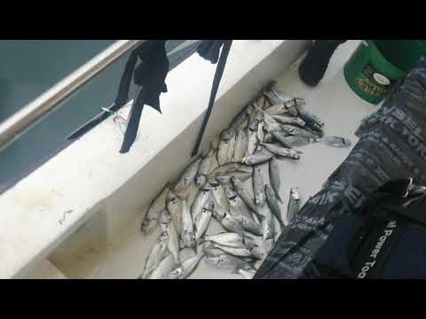 Şok Şok Şok 1.000 adet Çinekop Balığın içinden geçen Adamlar Sohwww Video