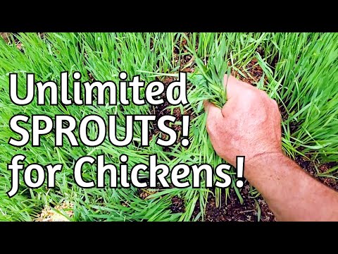 FREE Chicken Food!  Sprouts for Days... A number of ways