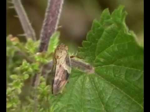 Aphrophora alni (Aphrophoridae-Hemiptera)