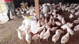 ELE COMEÇOU COM 400 POEDEIRAS DE OVOS BRANCO