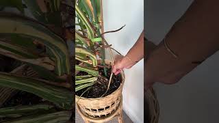 The easiest low profile plant support! What do you think?