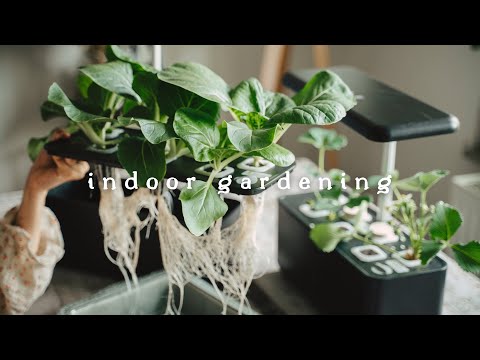 , title : '#41 Growing Vegetables 🥬 Indoors Without Soil Nor Sun | Hydroponic Gardening'