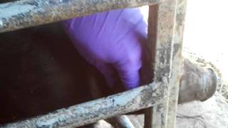 lancing pus pocket on pigs ear