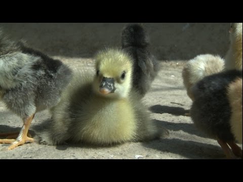 PASARI DIN ROMANIA: GASCA DE VARA, Anser anser