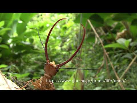 Insects of PERU　予告編