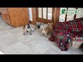 Jug dogs for sale: Mavis - Video 1