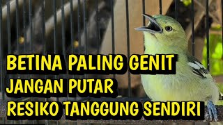 Download lagu SUARA sirtu betina BIRAHI ngajak KAWIN‼️jangan putar jika tidak ingin SIRTUMU FULL birahi dan EMOSI❗ mp3