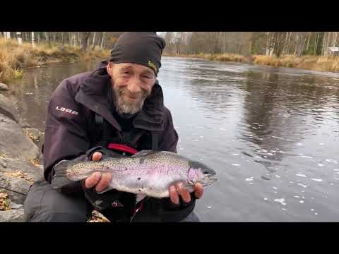 Syyskalastusta Merikarvianjoella – perhokalastus – Merikarvianjoki – meritaimen - kirjolohi