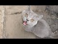 Gray Cat Meow Because He So Hungry
