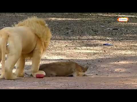 kumpulan prank anjing lucu