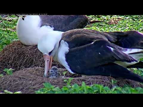 Meet Moikeha!: New Chick Hatches From Egg On Nest #2 – Jan 28, 2017