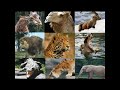 The Kids ABC S At The Zoo Version 8