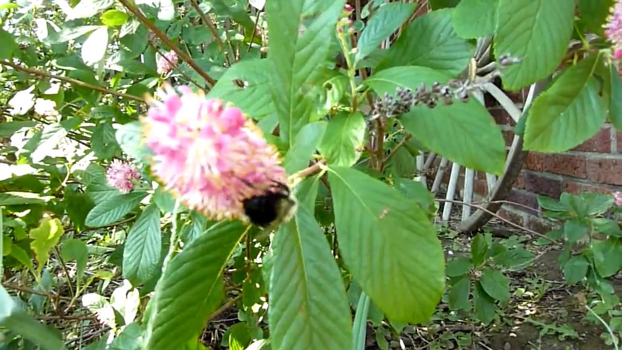 Clethra alnifolia "ruby spice" Summer Sweet