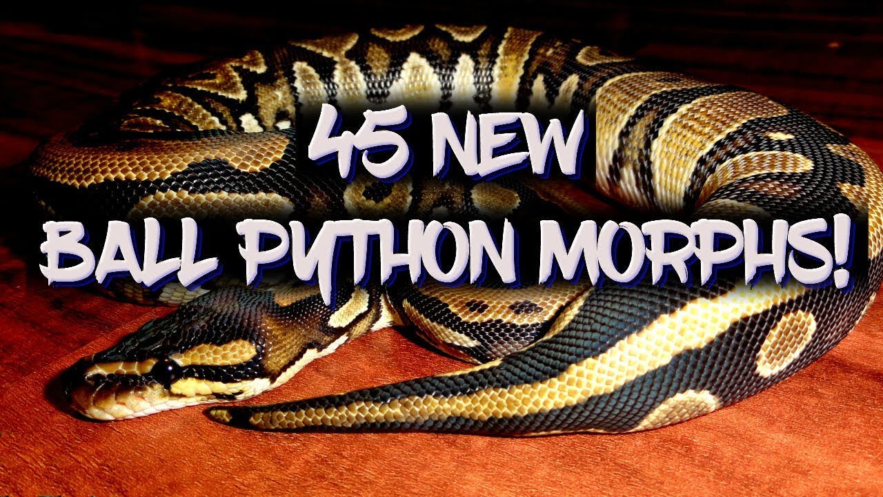 45 New ball python morphs you've never seen!