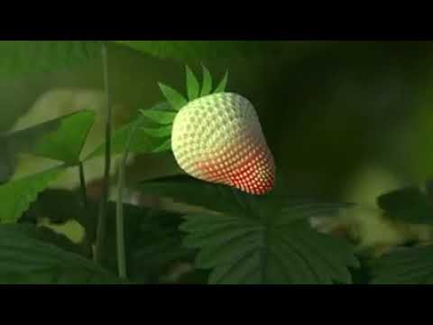 strawberry plant growing timelapse ❤️