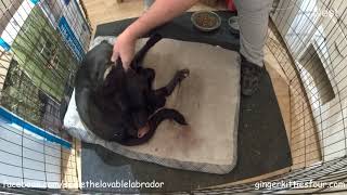 HELP!  Puppy stuck in birth canal. Now What?